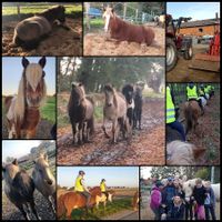 2019-11-03 Die Pferde sind wieder alle am Stall, die Paddocks haben neunen Sand und die Herbstausritte beginnen!