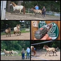 2023-07-14 Fohlenmusterung des ZfdP auf dem Hof Bredthauer