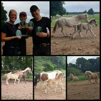 2020-07-16 Musterungstermin des ZfdP auf dem Hof Bredthauer - Alle Fohlen pr&auml;miert!